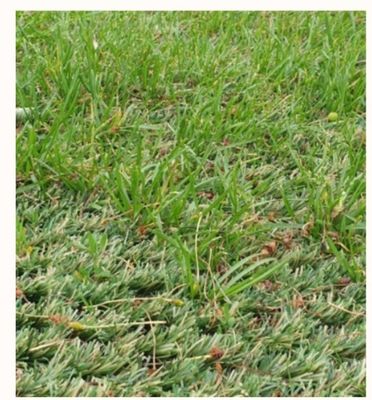 Tappeto in erba artificiale ibrida con altezza del pelo di 25 mm con resistenza all'usura ultra elevata per posa mista con erba naturale