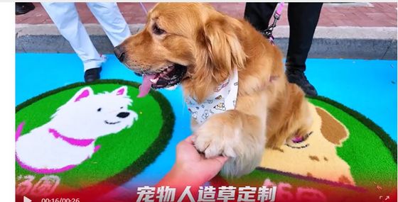 Erba artificiale con colori personalizzabili resistenti ai raggi UV per asili nido e animali domestici con bassa manutenzione