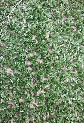 Erba artificiale da tennis ad alta densità, resistente ai raggi UV, con altezza del pelo di 14 mm, per sport multifunzionali all'aperto